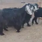 معزاى دفيع ومراح واحد