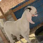 معزا مسروقه اليوم الساعه 12 الظهر