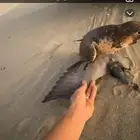 جبليه ايرنيه