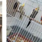 زوج كروان تركيب جديد البيع مستعجل