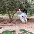 مطلوب ديك براهما كولمبي