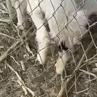 طلي نجدي للبيع مقفل موقعه برك