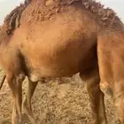 قعود تب للبيع