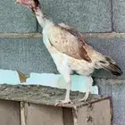 دجاج شامو يباني