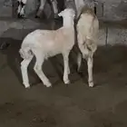 3 فران