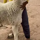 فحل حري مشروط