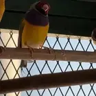 ذكر قولدن فينش