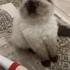 قطه هملايا للتبني عمرها اربع اشهر نظيفه.