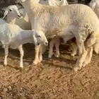 رخال وفحلهن حريات حرش