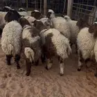 ذبايح رخال طيبه ضهور واطراف