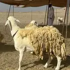 غنم خرية صنف الصنف تمتاز بشعرا الحرشا 59 تحتها 1