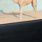 لقيه هجن كفو