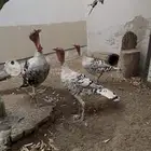 رومي فراشة