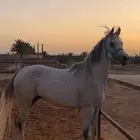 فرس واهو