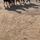 رخال نجد نوادر