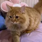 قط ذكر للتبني