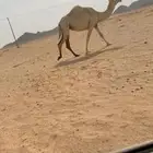 ضريببه ثنو ميت بتسرها ف الشتاء السوم ماسيمت اول عرض
