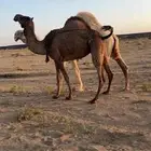 لقحه صفرا