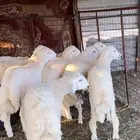 طليان جبره للبيع