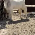 تيس للبيع