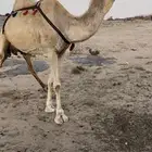 خلفه ثنو حليبها سطل وهديه م تحرك وع جميع الشروط
