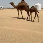 خلفة حمراء ساحلية للبيع تم  البيع