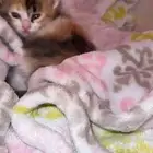 قطه كتن لتبني