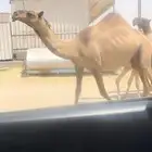 لقحه بكر