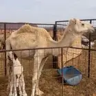 ناقة خلفه تحتها قعود