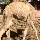 بكره العمر 5 شهور وعليه