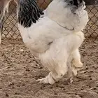 دجاج براهما سلالة كونك بياض