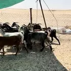 معزا دفيع طيبة