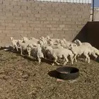 خرفان للبيع
