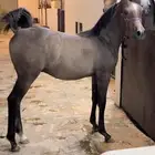 بريده
