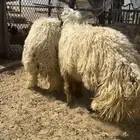 ضحاي عرب طيبه