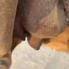 خلفه ساحليه حمراء سنها شاق تحتها قعود