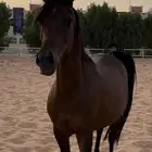 فرس شعبية شيخهة