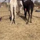 قعود وبكره قصب