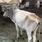 بقره للبيع