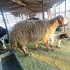 شاه معها رخل