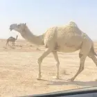 لقحه لها ست اشهور. تم البيع