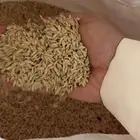 شعير بلدي علف