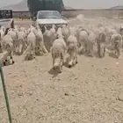 سوكان وزنا فل فل