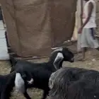 للبيع جفار مشروطه من الضريع كلها تضحي. تم البيع