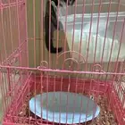 شوقر قلايدر سنجاب طاير