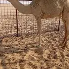 بكره للبيع