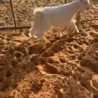 تيس عمره 5 شهور شحمم والظهر حد الغلاق