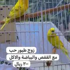 طيور بادجي