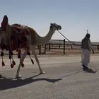 رحول ابل حمراء