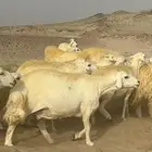 غنم حرية منوة القناي جرروم بمعنا الكلمه 75 تحتها 5